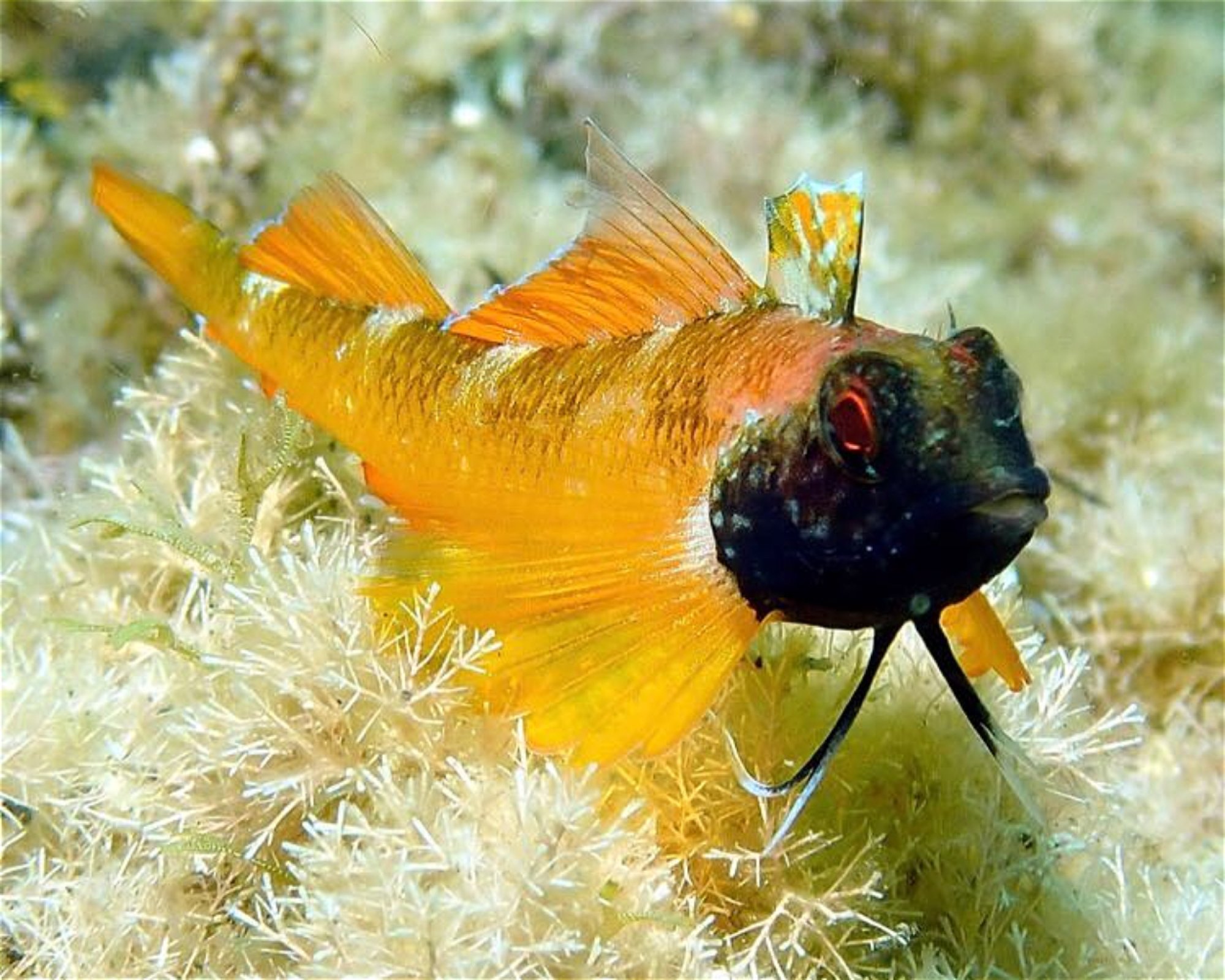 Centro de Buceo Branquias, 04140 Carboneras, Almería