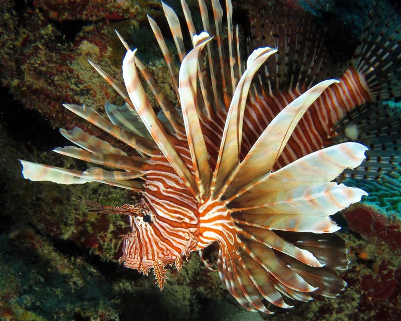 Divesite Image