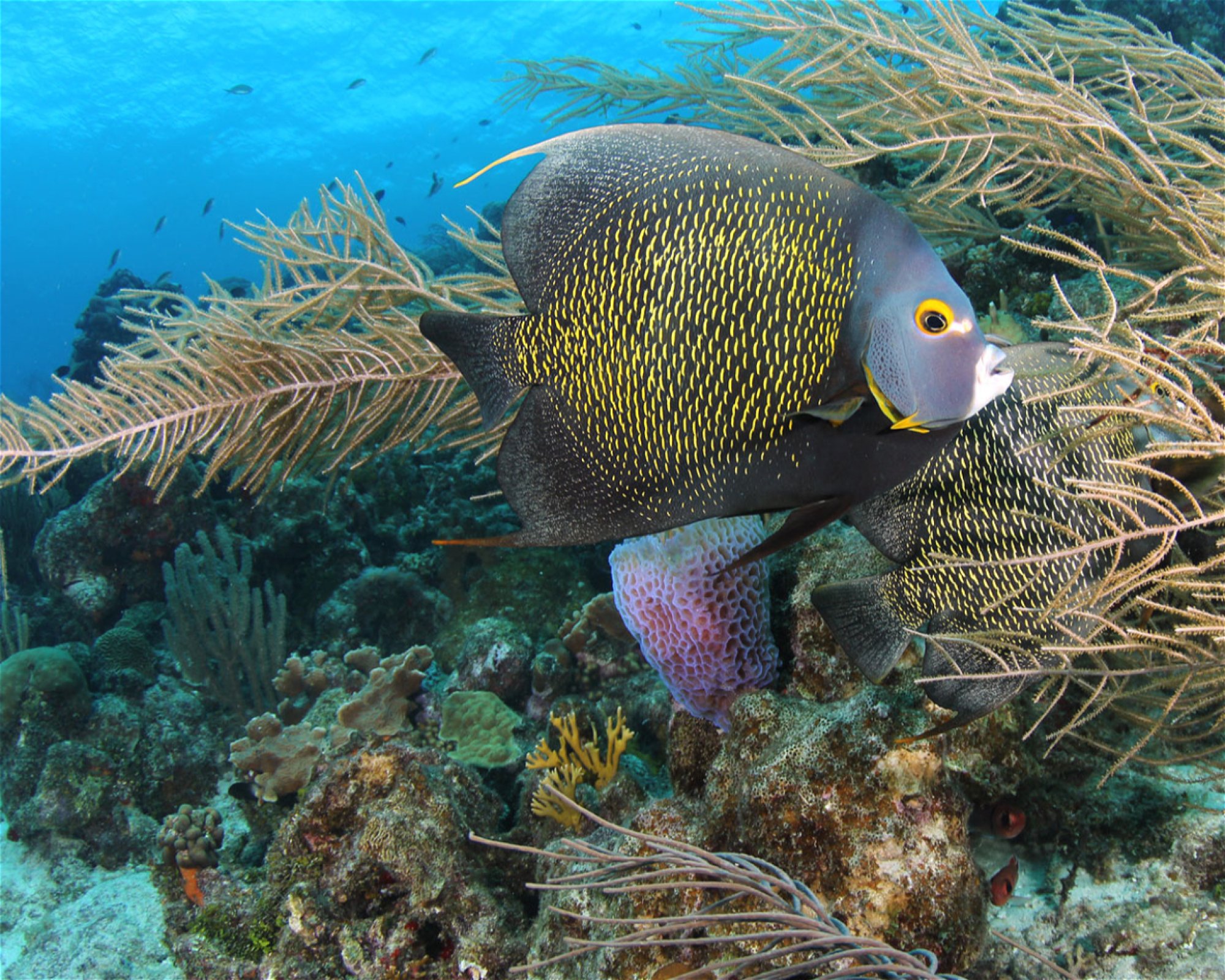 Scubaçao, Willemstad