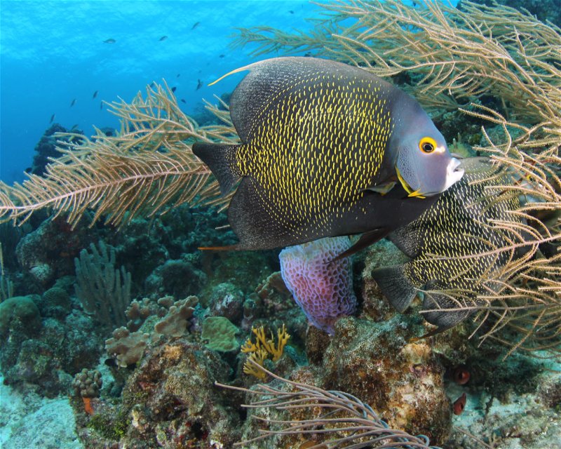 Divesite Image