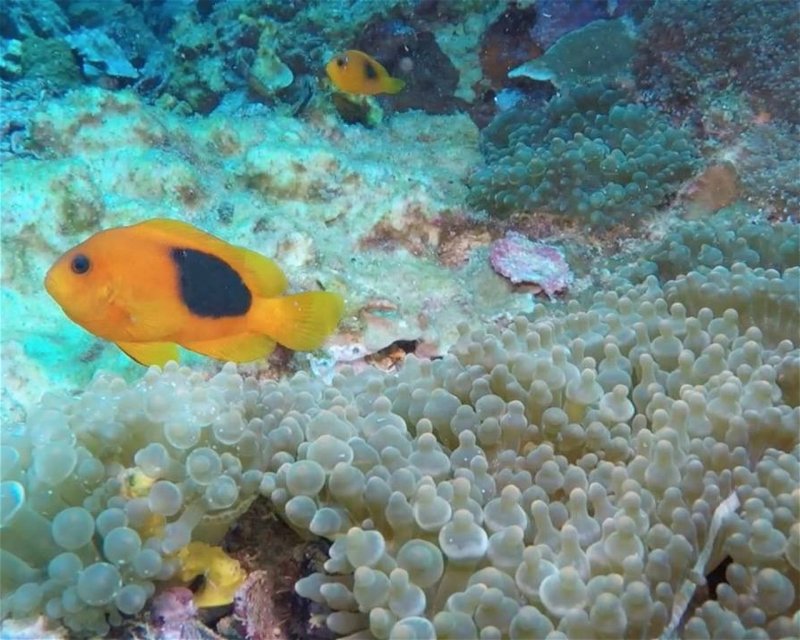 Divesite Image