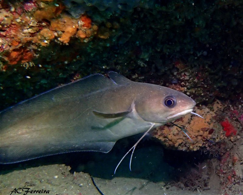 Divesite Image