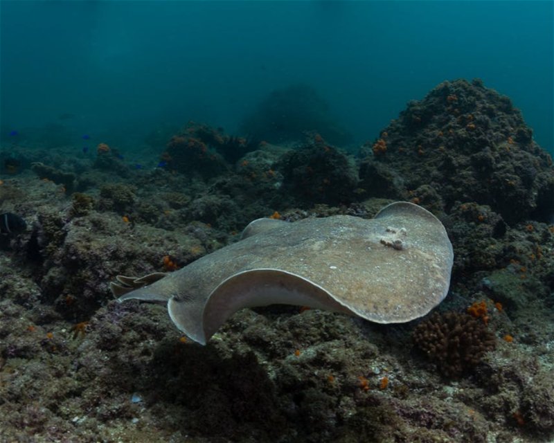Divesite Image