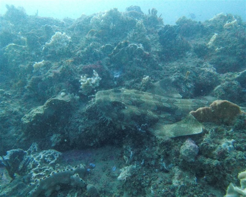Divesite Image