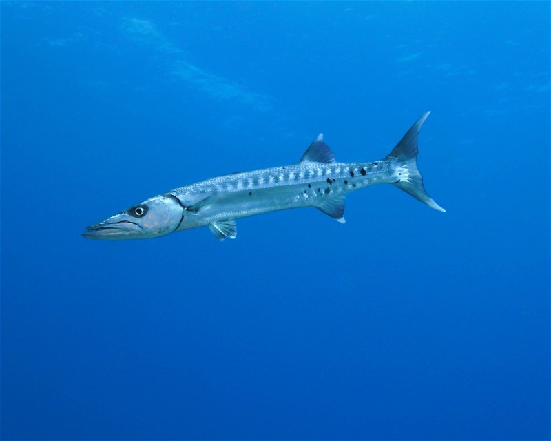 Divesite Image