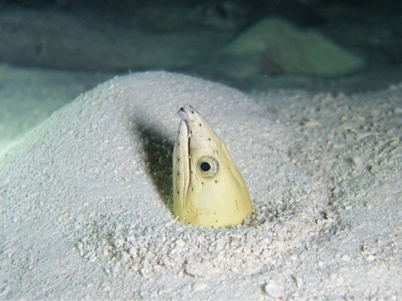 Divesite Image