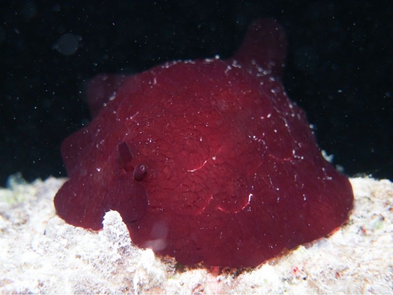 Divesite Image