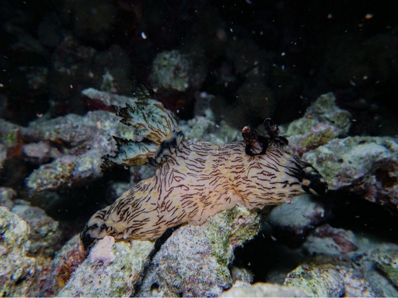Divesite Image