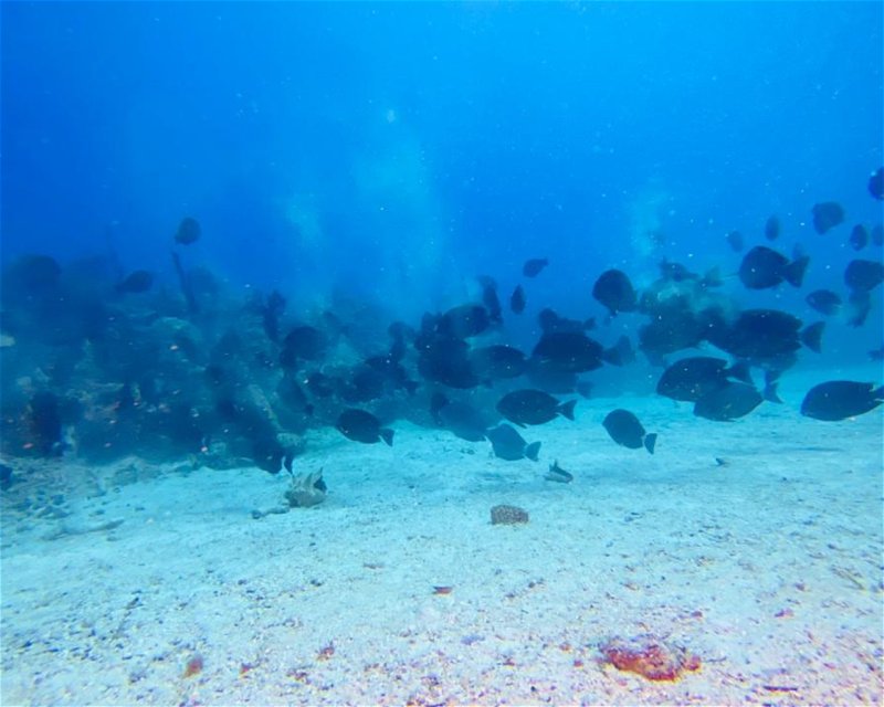 Divesite Image