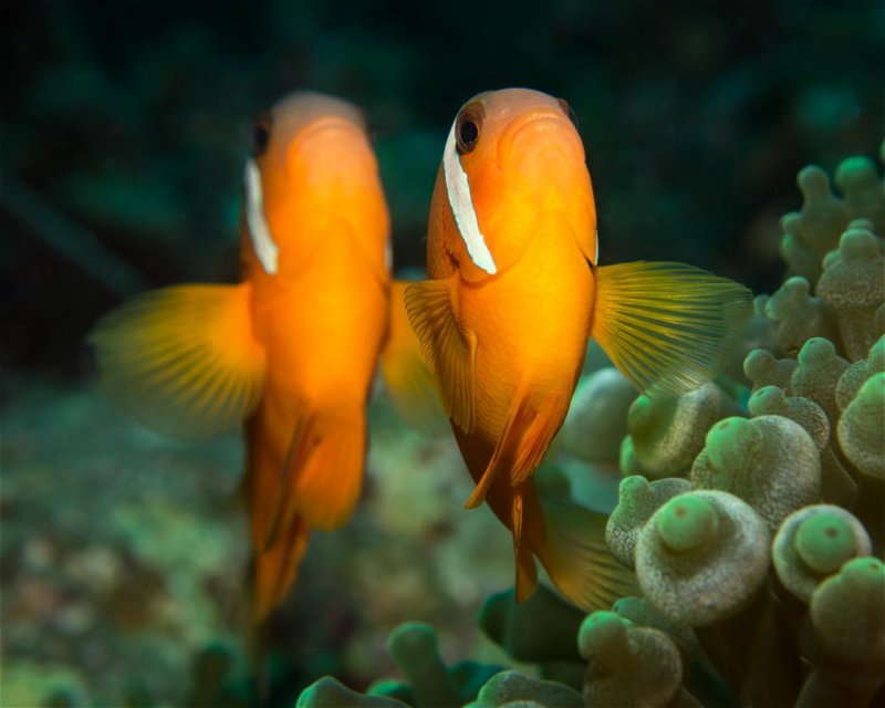Divesite Image