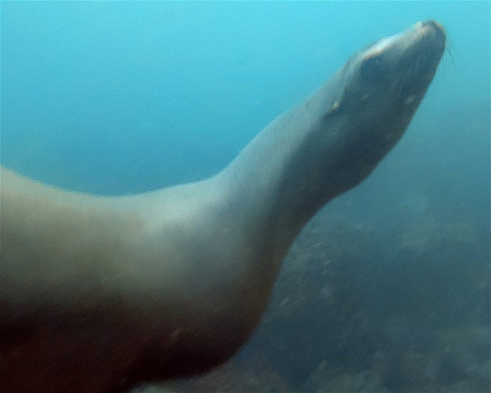 Sonoma Coast Divers LLC, 94928 Rohnert Park