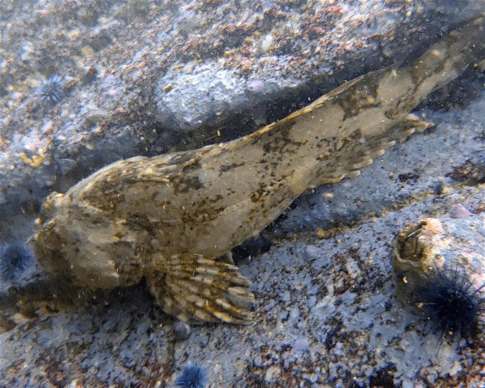 Sonoma Coast Divers LLC, 94928 Rohnert Park
