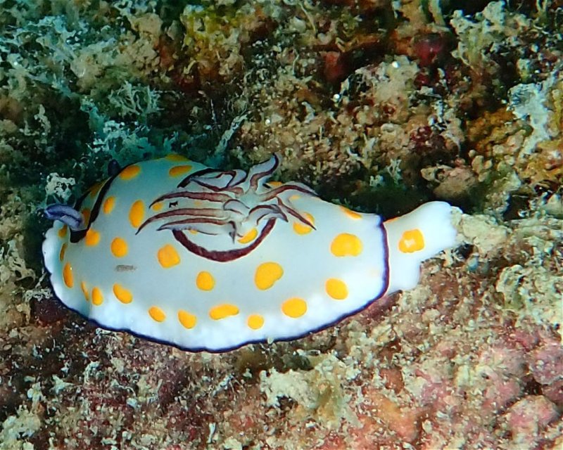 Divesite Image