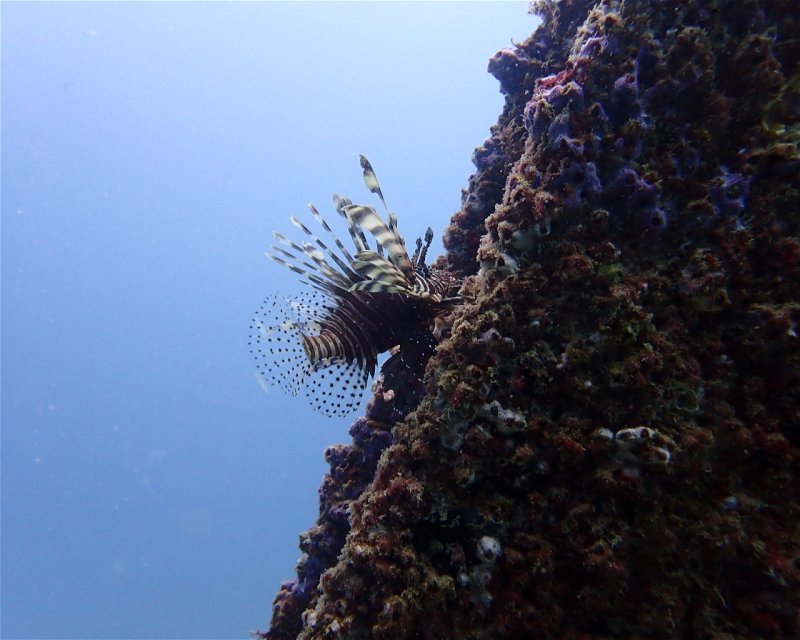 Divesite Image