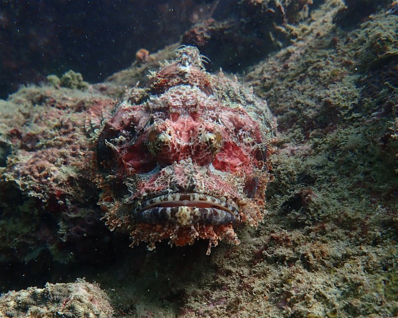 Divesite Image