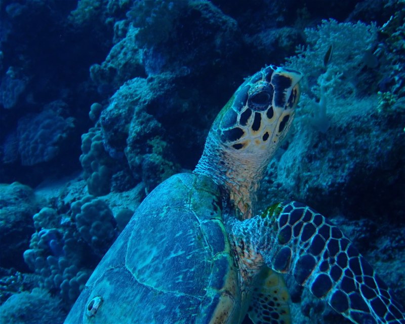 Divesite Image