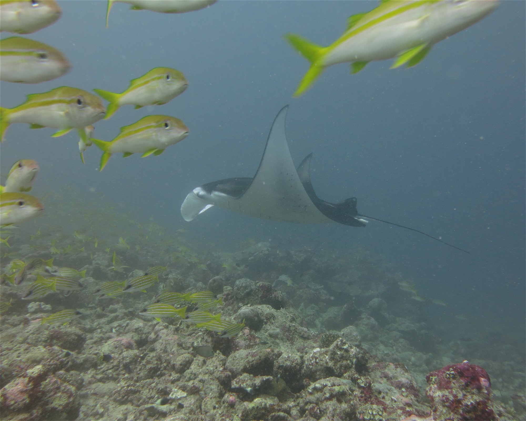 DivePoint Hudhuran Fushi, 20193 Male