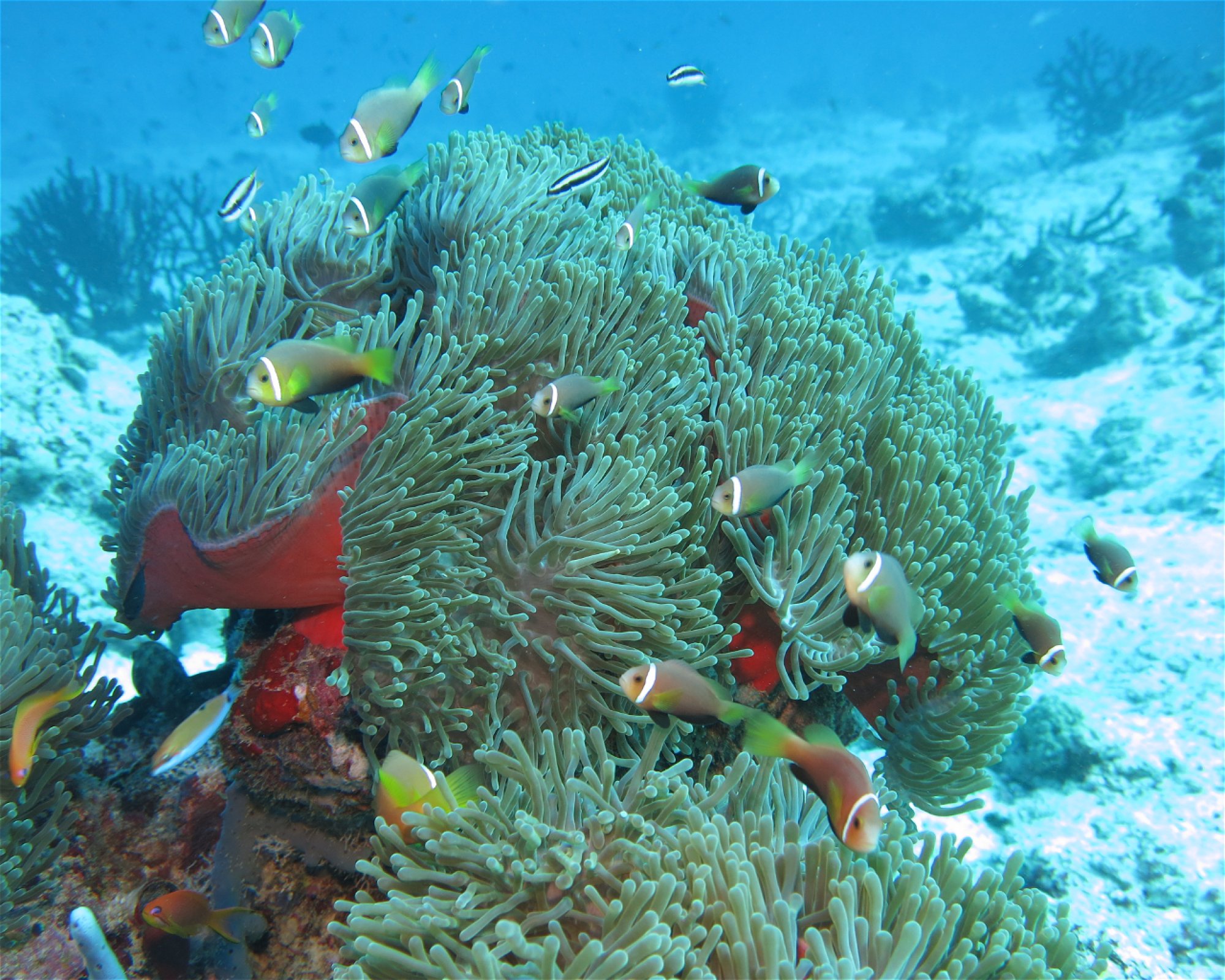 DivePoint Hudhuran Fushi, 20193 Male