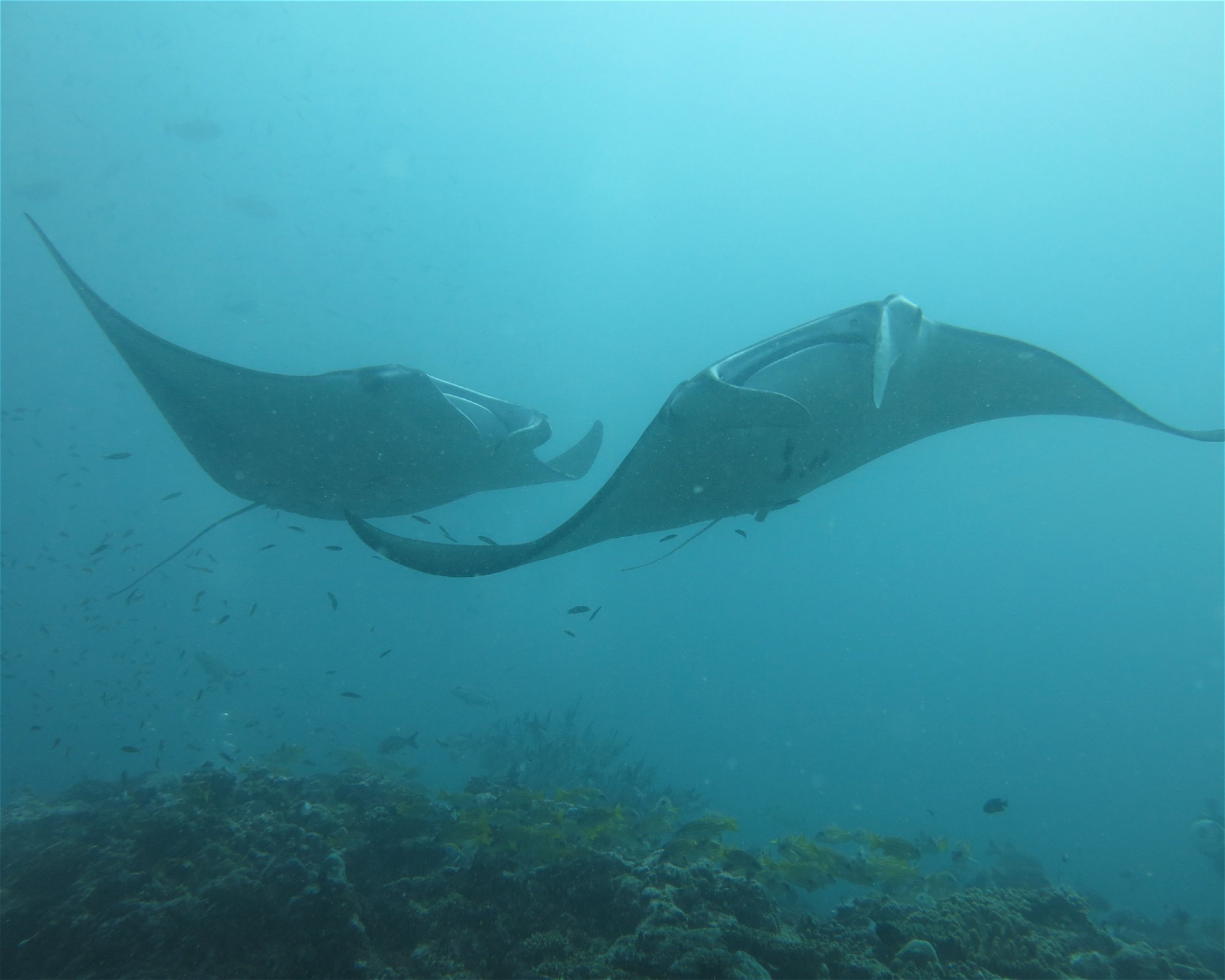 DivePoint Hudhuran Fushi, 20193 Male