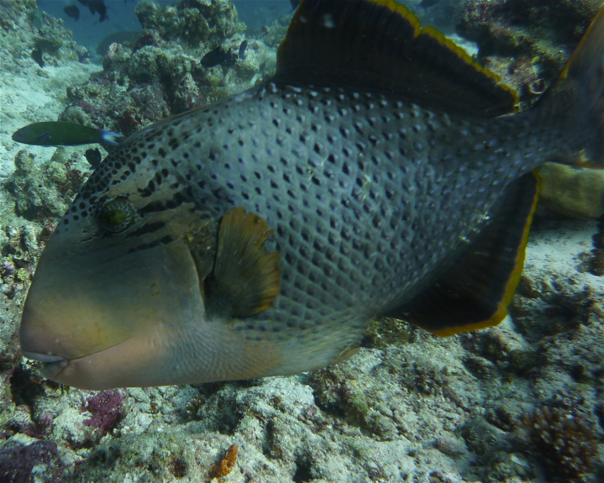 DivePoint Hudhuran Fushi, 20193 Male