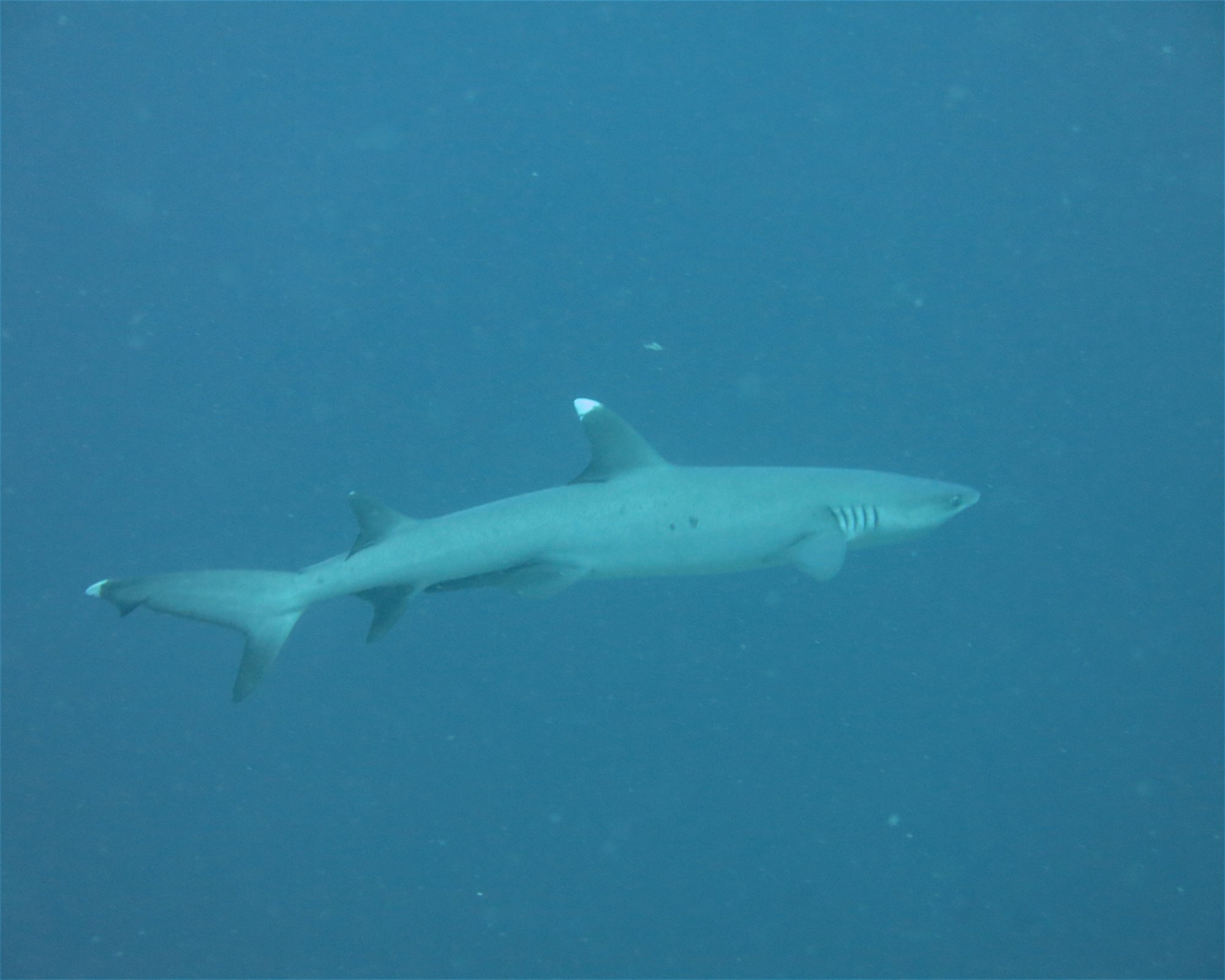 DivePoint Hudhuran Fushi, 20193 Male