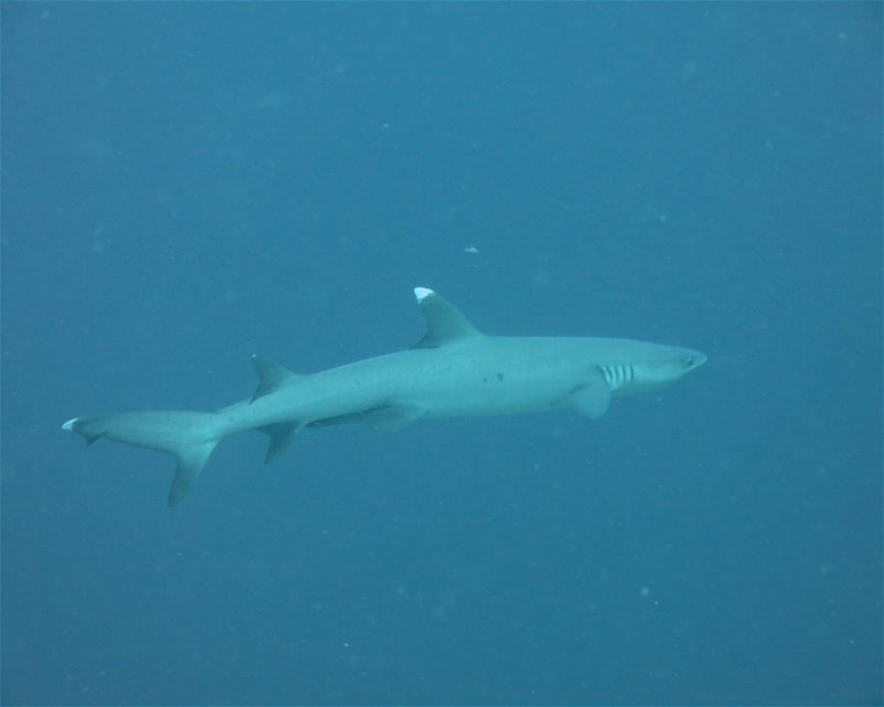 Divesite Image