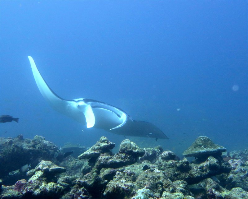 Divesite Image
