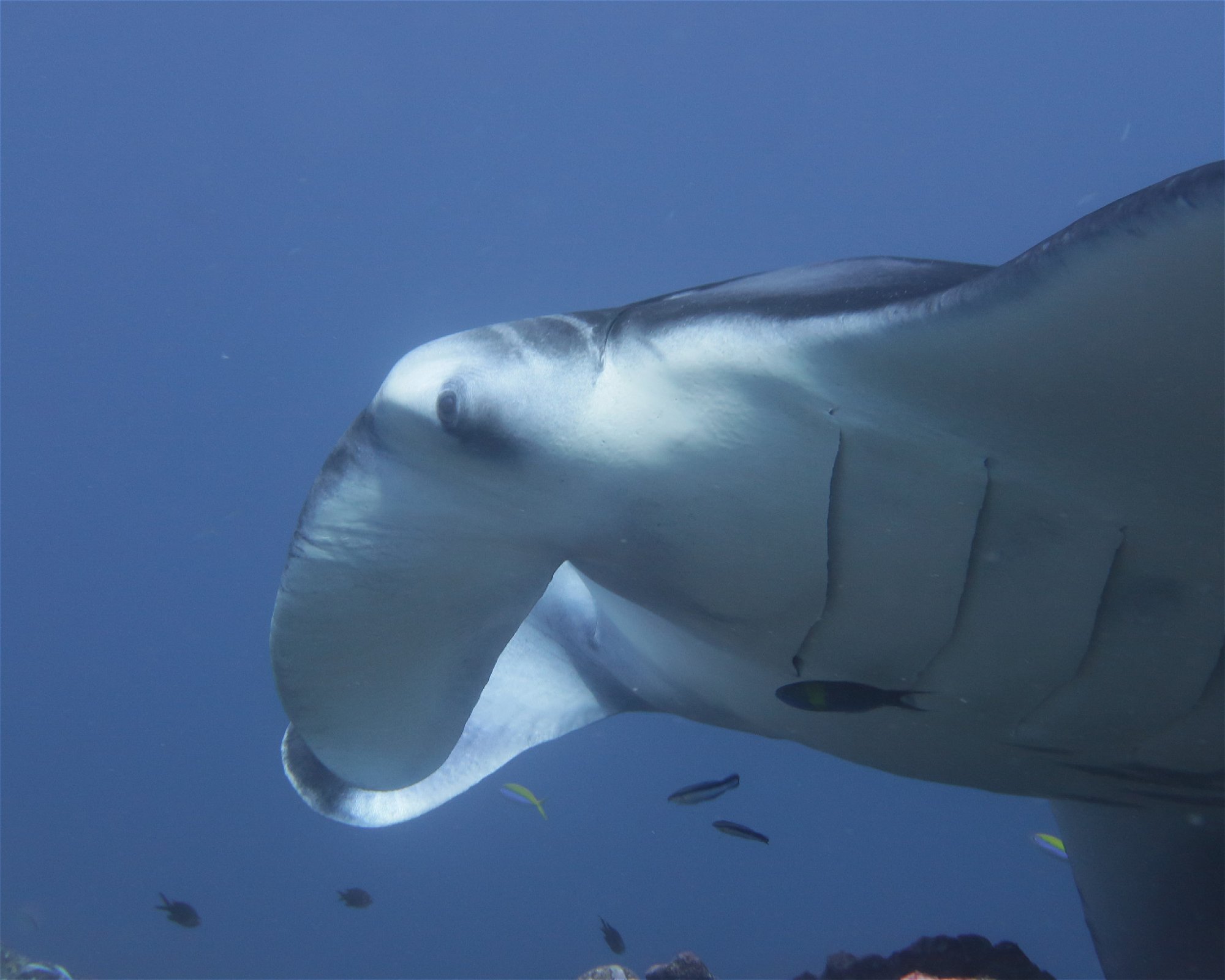 DivePoint Hudhuran Fushi, 20193 Male