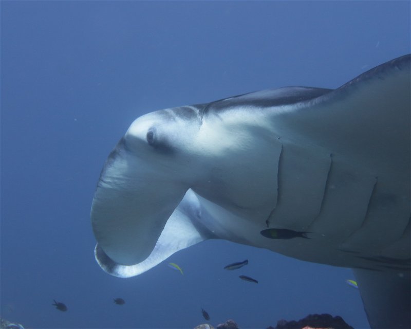 Divesite Image