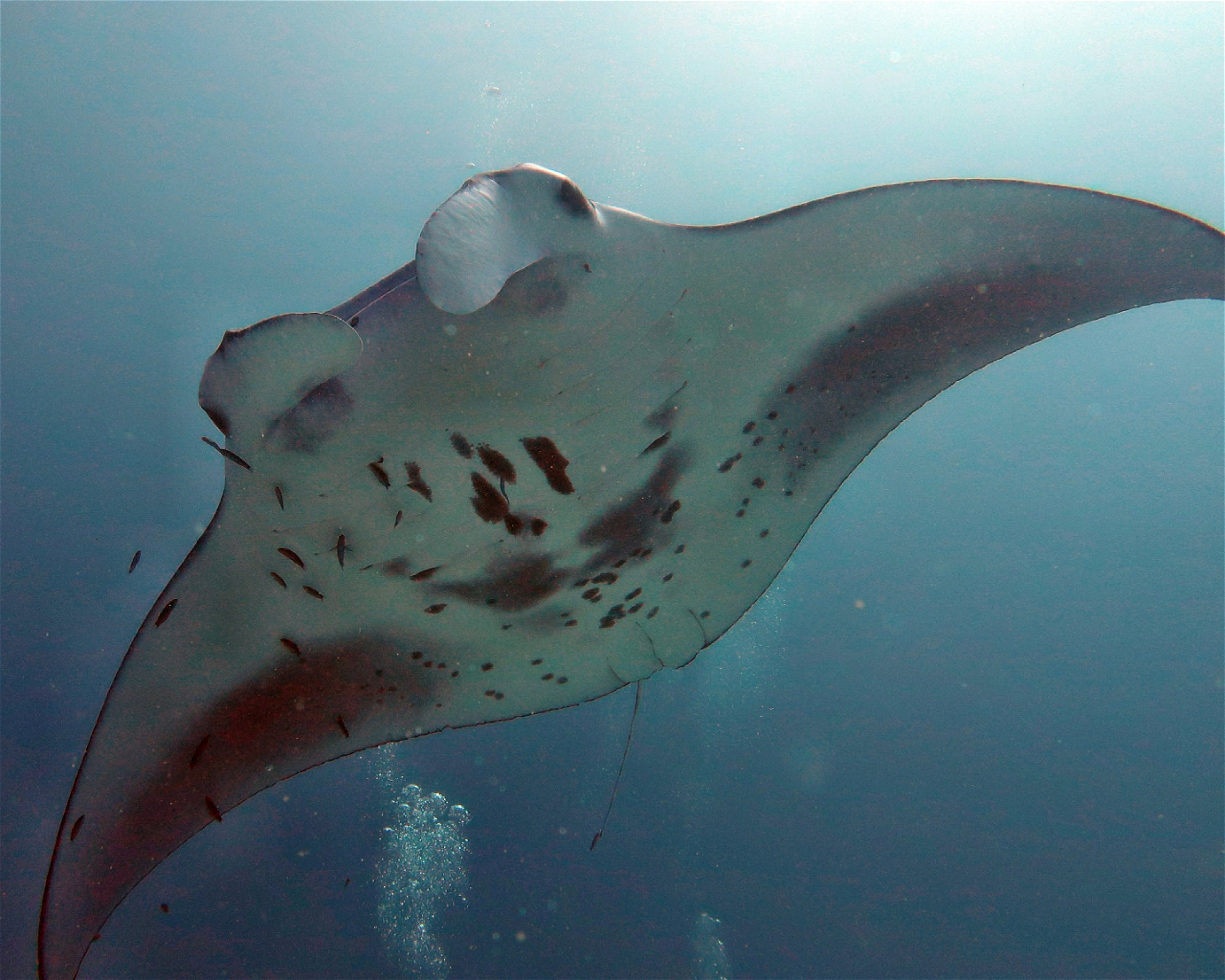 DivePoint Hudhuran Fushi, 20193 Male