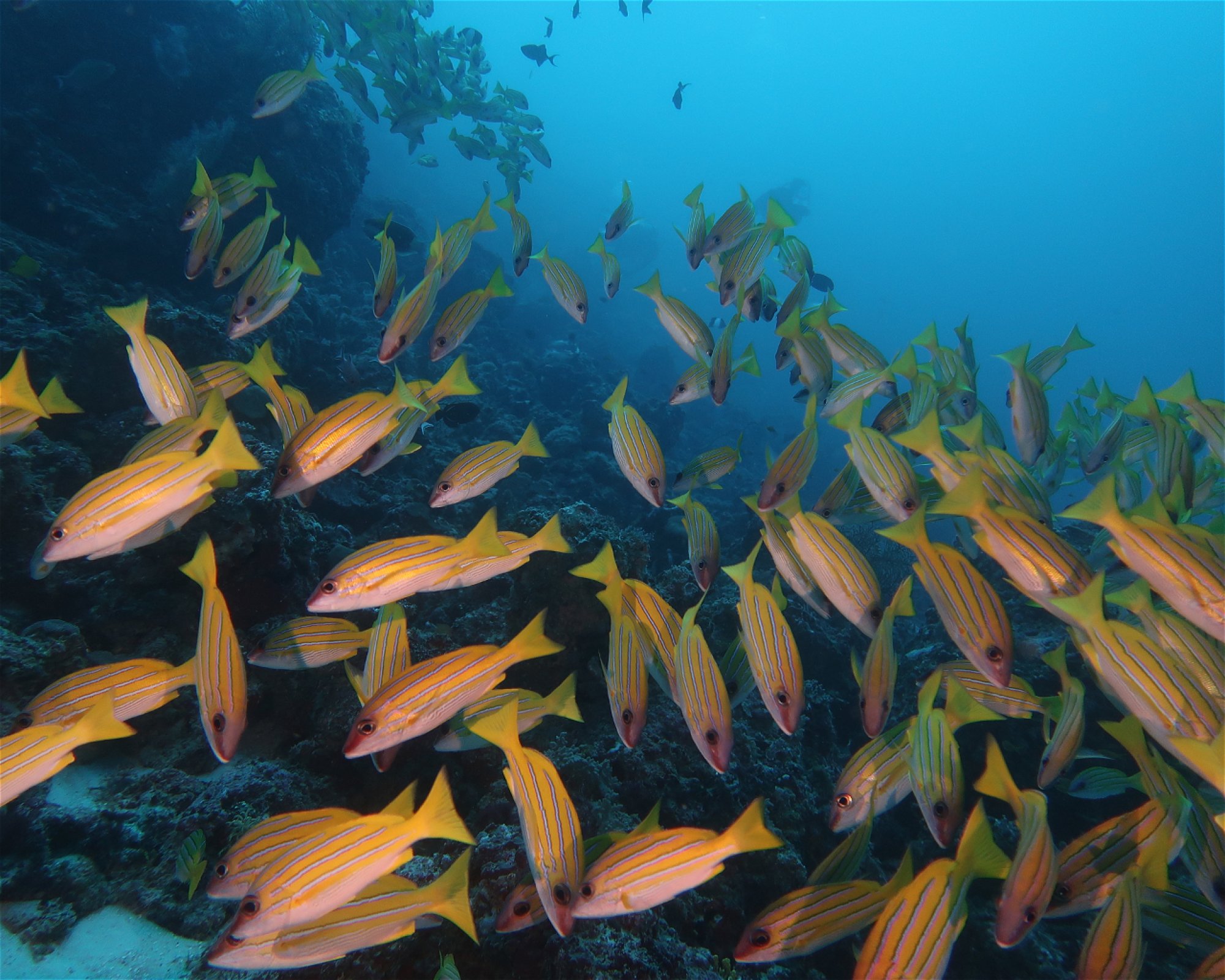 DivePoint Hudhuran Fushi, 20193 Male