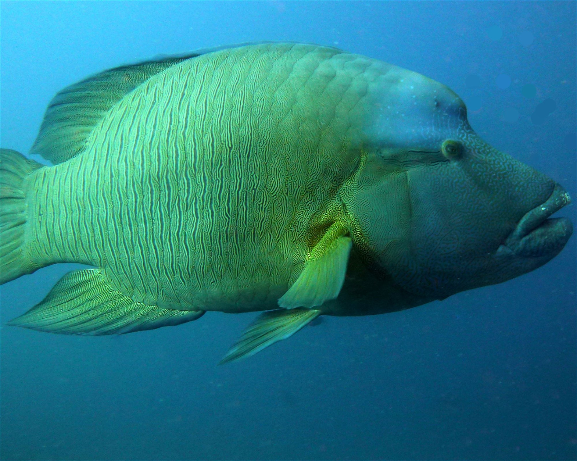 DivePoint Hudhuran Fushi, 20193 Male