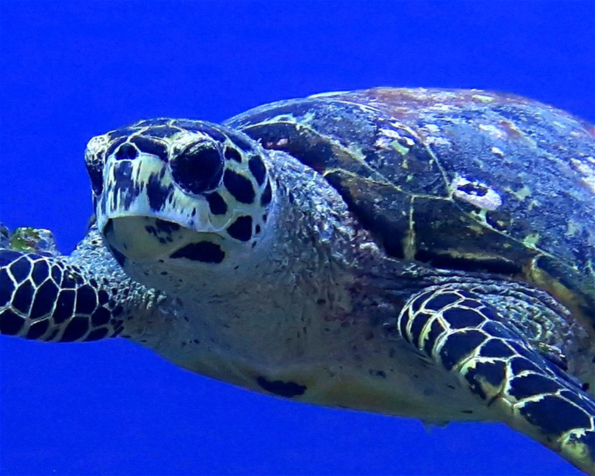 DivePoint Hudhuran Fushi, 20193 Male