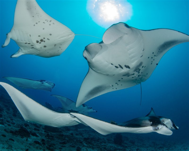 Divesite Image