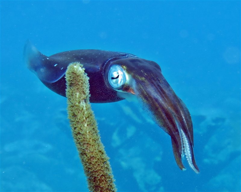Divesite Image