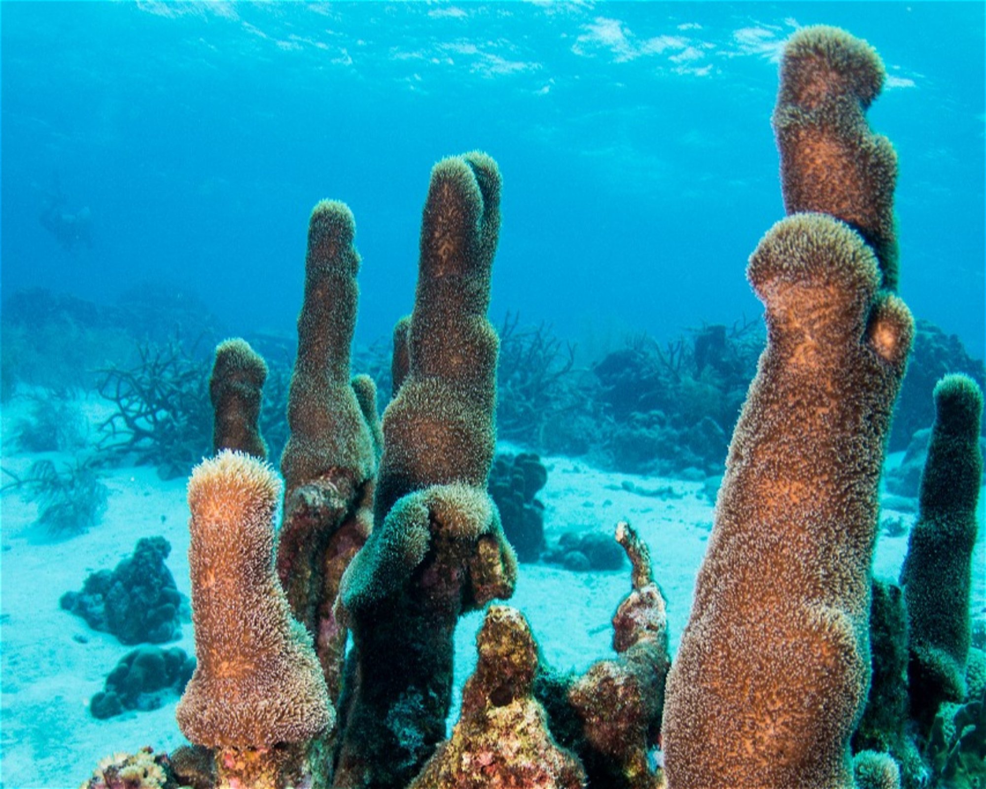 Scubaçao, Willemstad