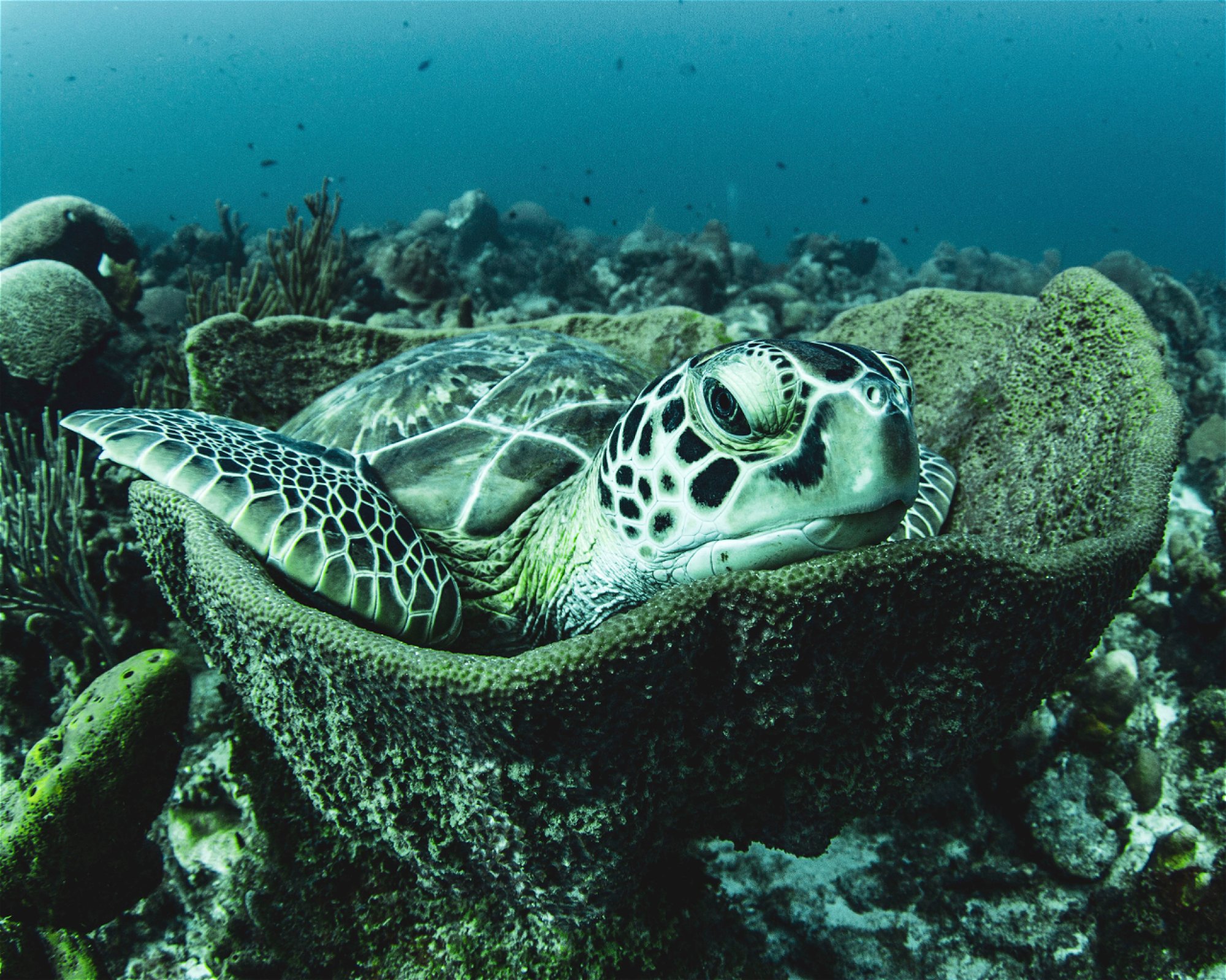 Scubaçao, Willemstad
