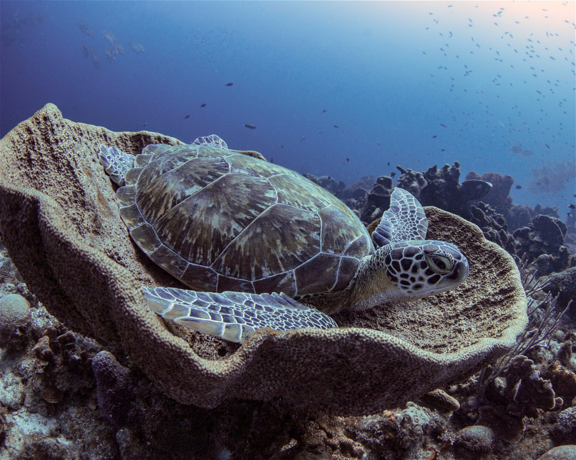 Scubaçao, Willemstad