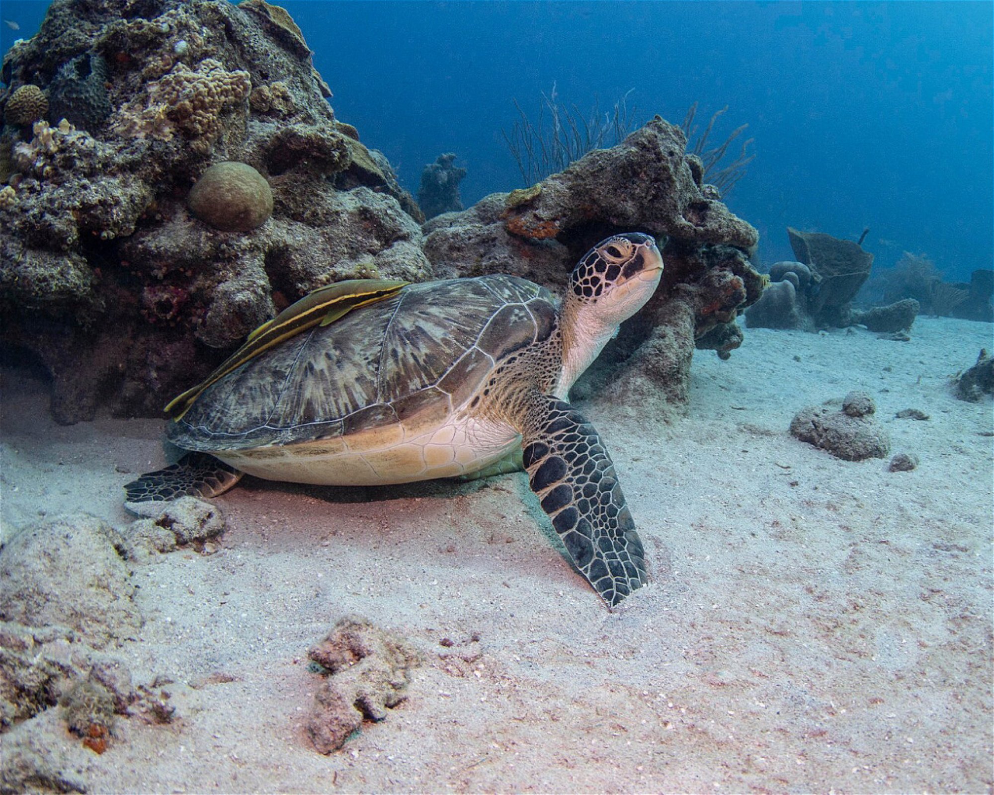 Scubaçao, Willemstad
