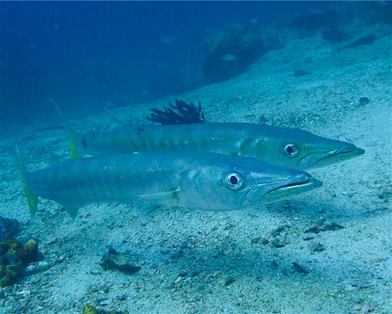 Divesite Image