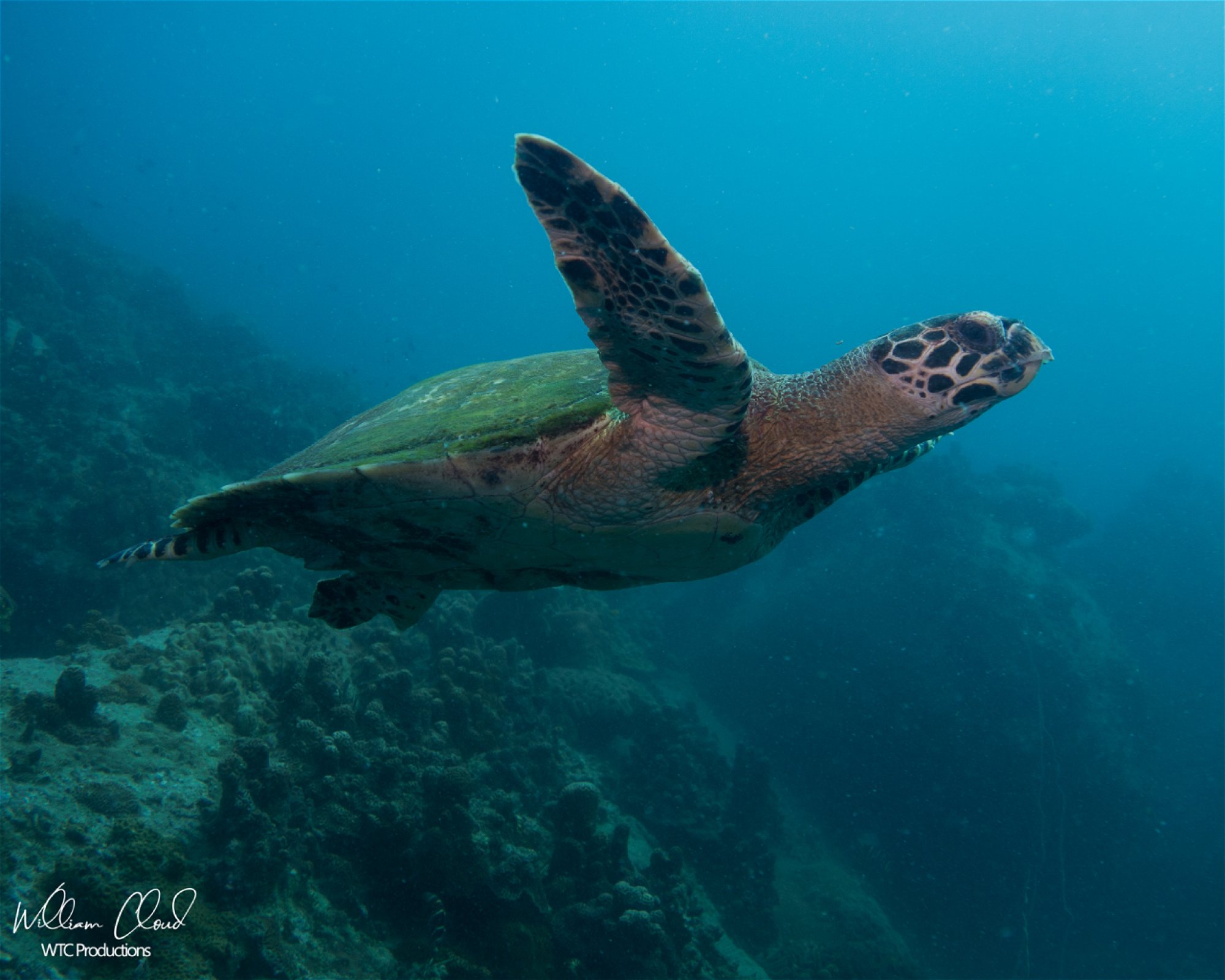 Phoenix Divers, 84360 Koh Tao