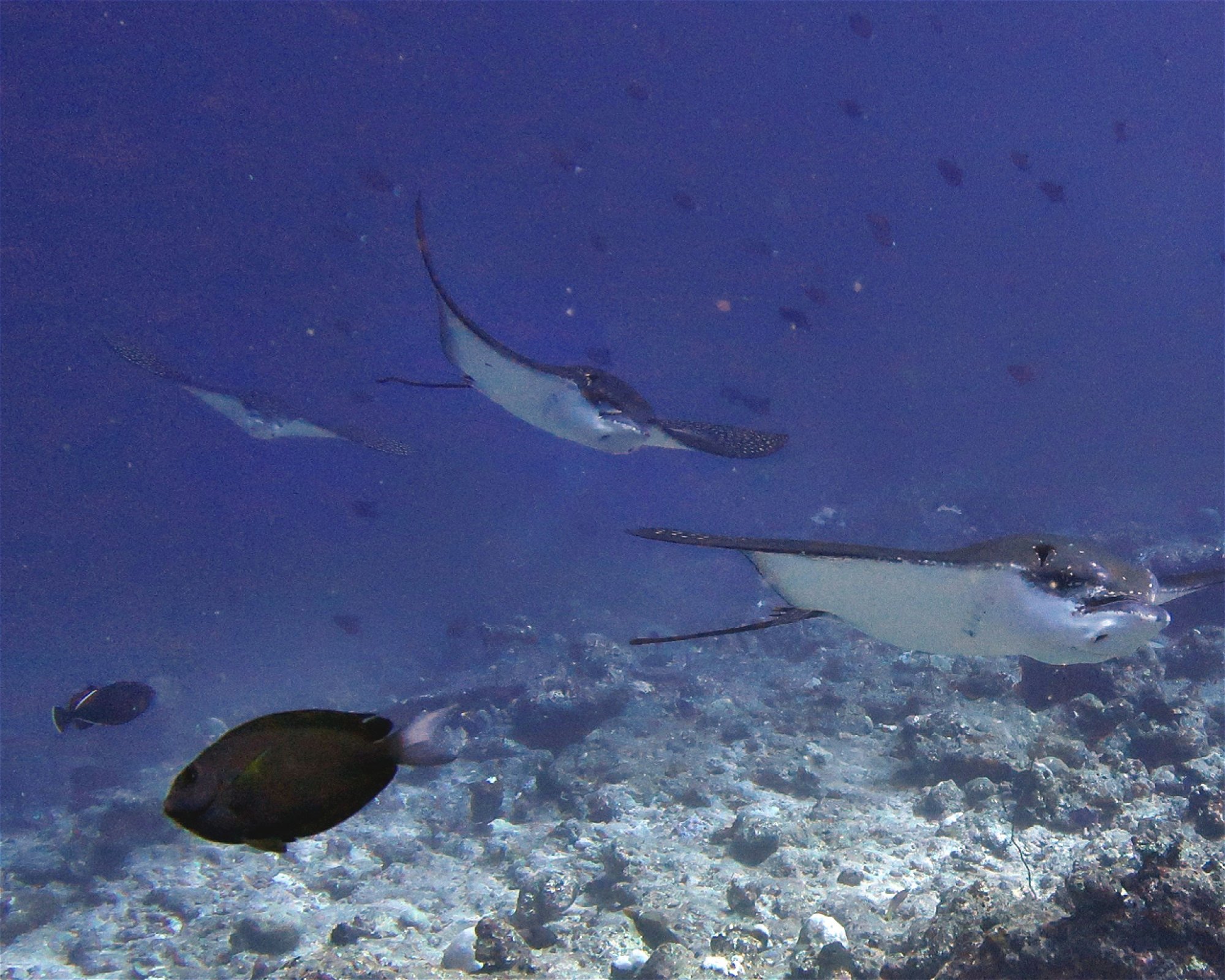 DivePoint Hudhuran Fushi, 20193 Male