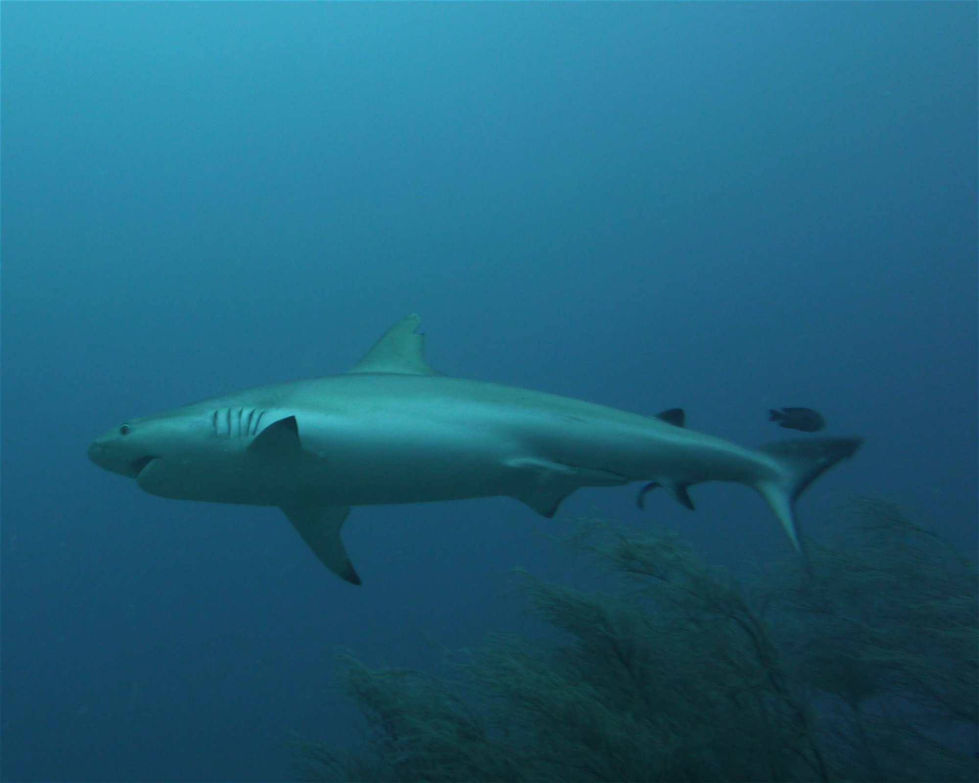 DivePoint Hudhuran Fushi, 20193 Male