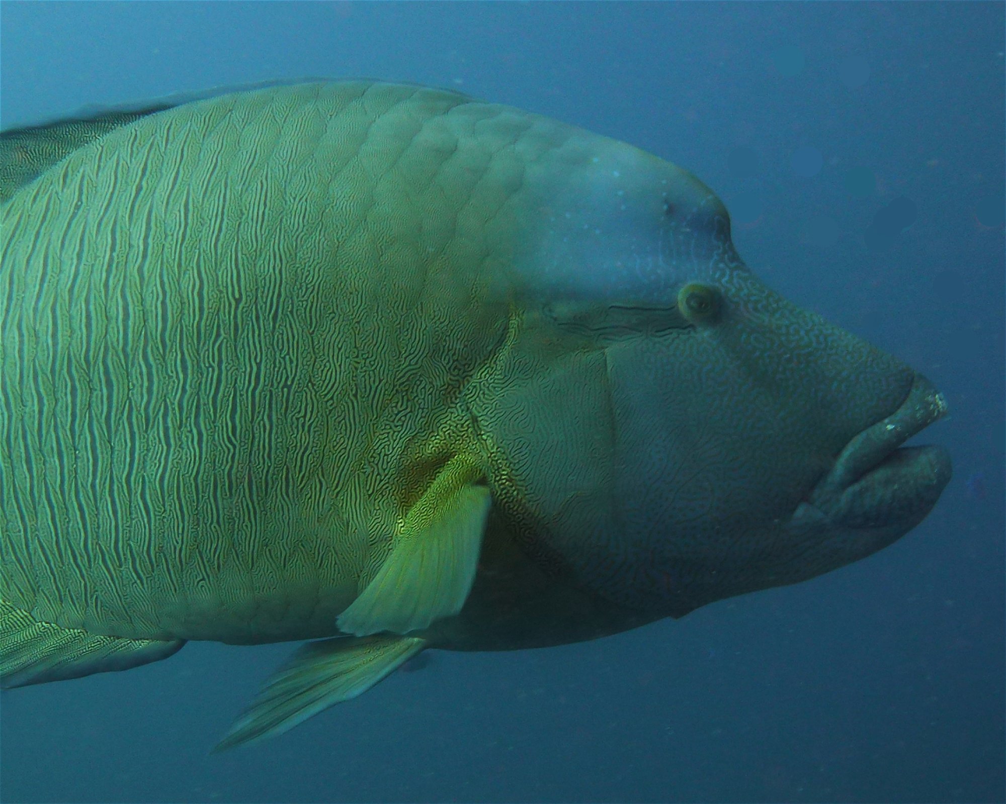 DivePoint Hudhuran Fushi, 20193 Male