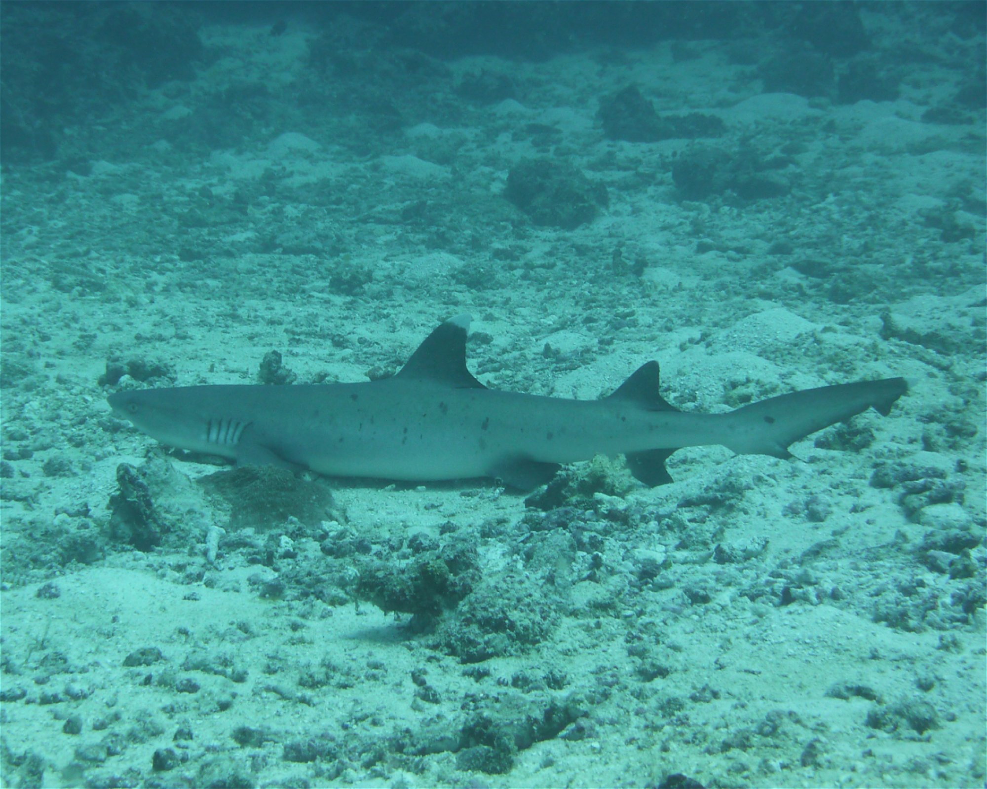 DivePoint Hudhuran Fushi, 20193 Male