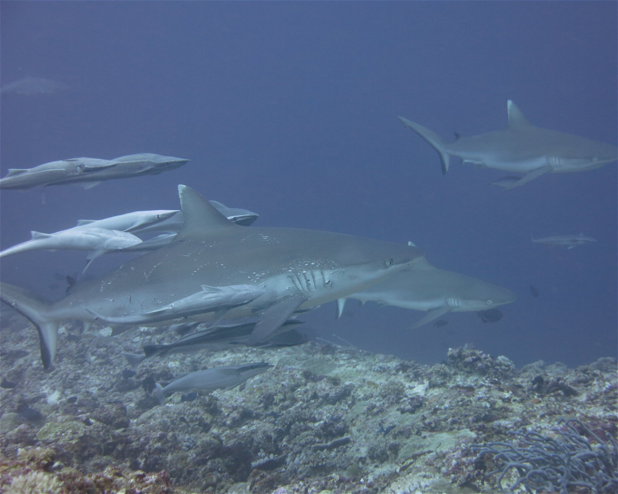 DivePoint Hudhuran Fushi, 20193 Male