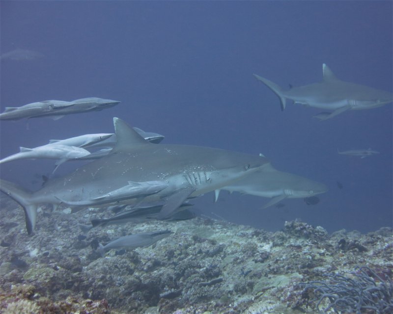 Divesite Image