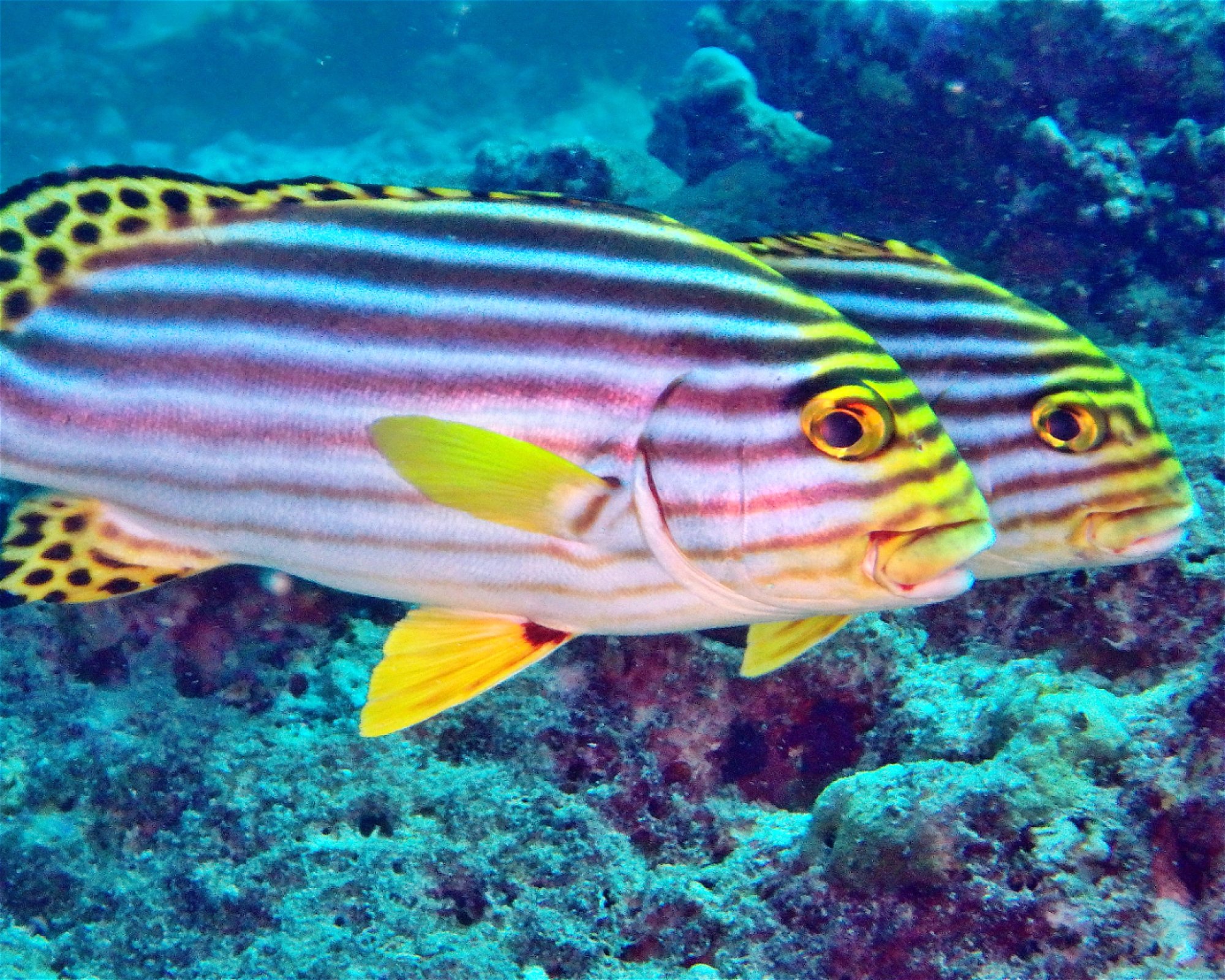 DivePoint Hudhuran Fushi, 20193 Male