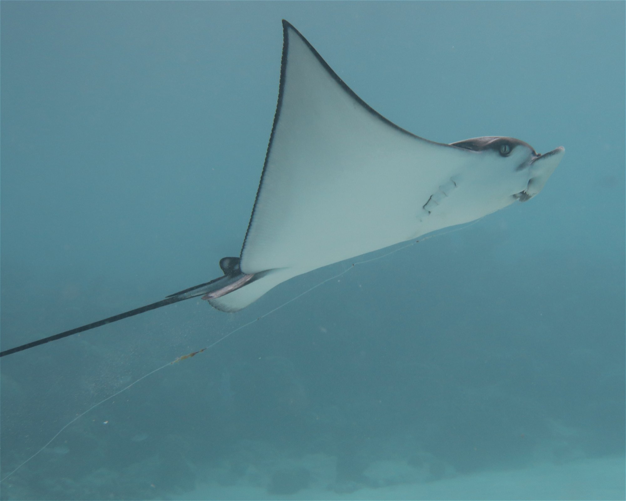 DivePoint Hudhuran Fushi, 20193 Male