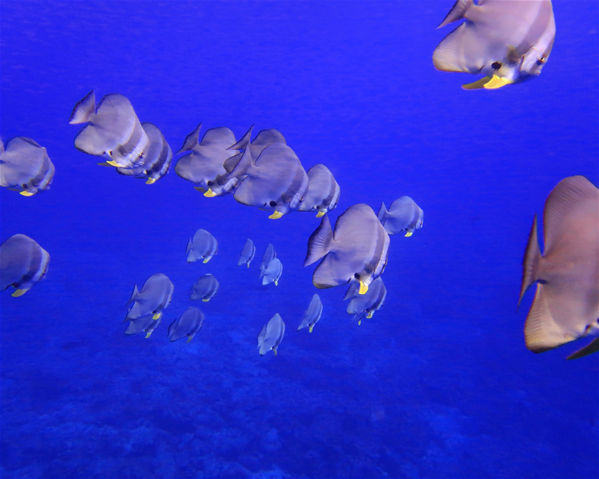DivePoint Hudhuran Fushi, 20193 Male